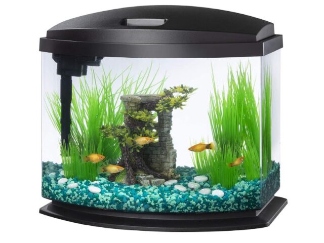 Best Betta Fish Tank Reviews (Our Best Selection For You)