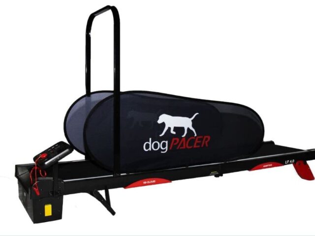 Best Dog Treadmills Reviews (Our Best Selection)