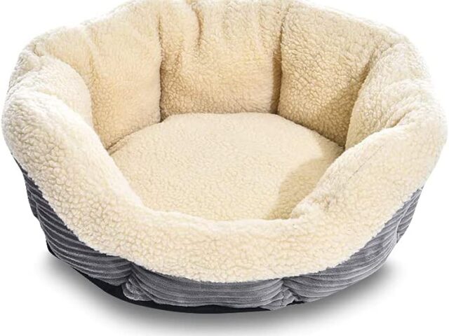 9 Best Heated Cat Beds Reviews (Our Best Selection For You)