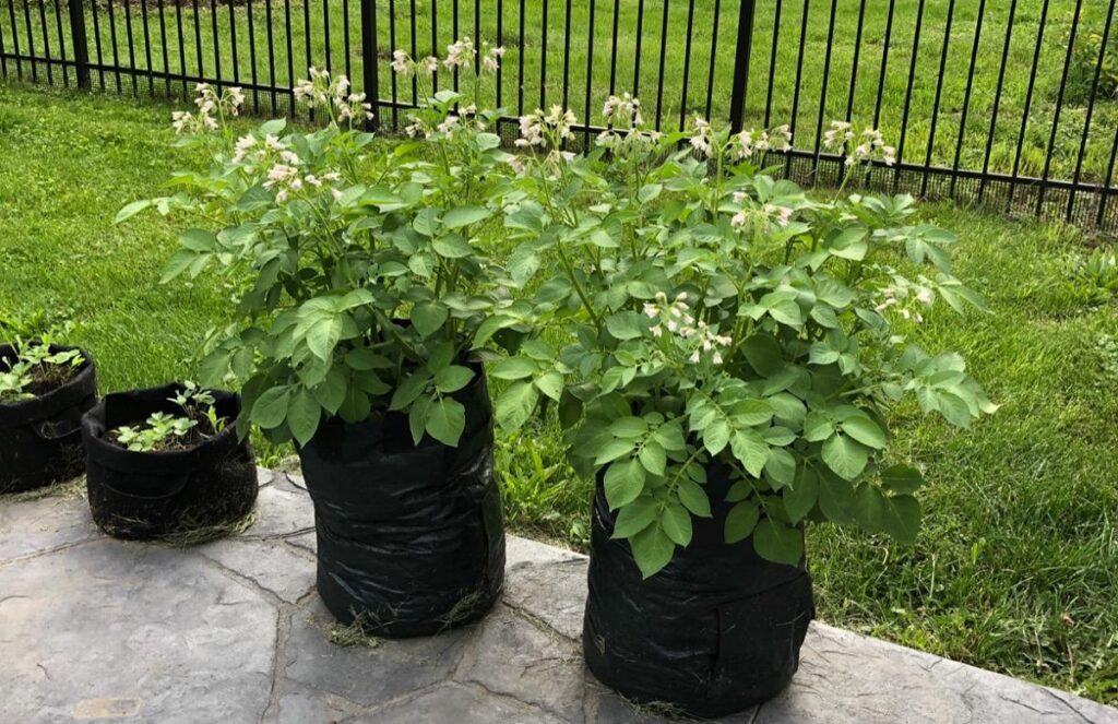 Potato Planter Bags - Garden Tub for Vegetable Growing
